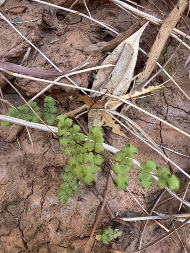cloak fern