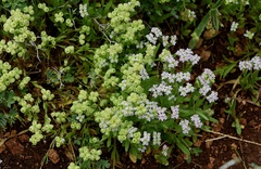 Valerianella vesicaria