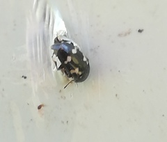 Glischrochilus quadriguttatus