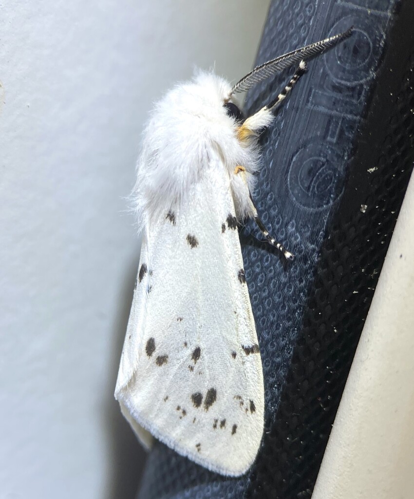 Fall Webworm Moth from Perry Place, NC 27603, USA on May 11, 2026 at 07 ...