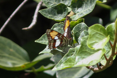 Adelpha zea