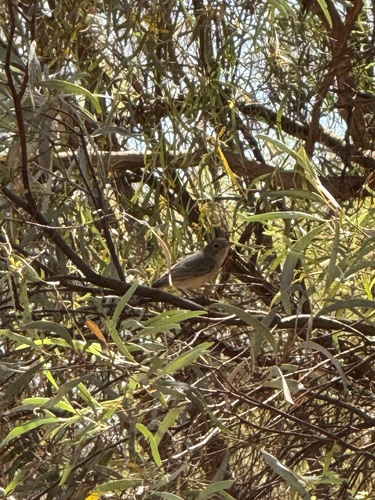 Rufous Whistler