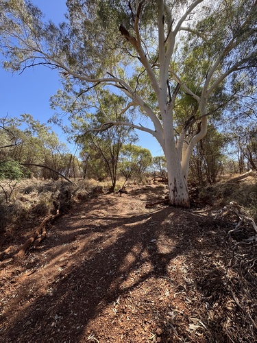 Smooth-barked Coolibah