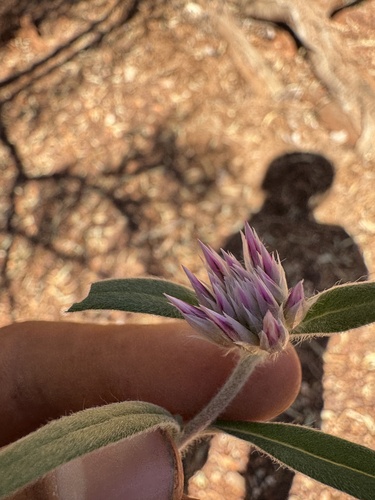 Gomphrena kanisii