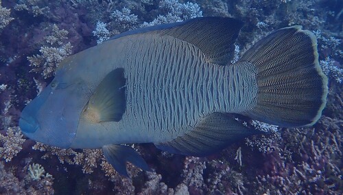 Cheilinus undulatus