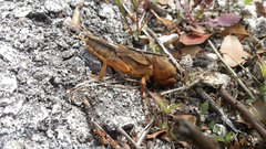 Gryllotalpa vineae