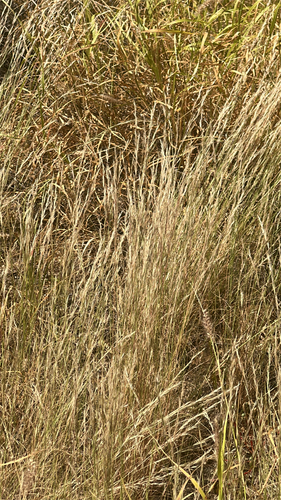 Cenchrus ciliaris observed 2026-05-11
