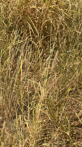 Cenchrus ciliaris observed 2026-05-11