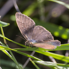 Paryphthimoides poltys