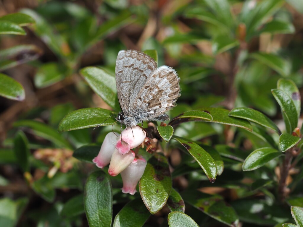 Spring Azure