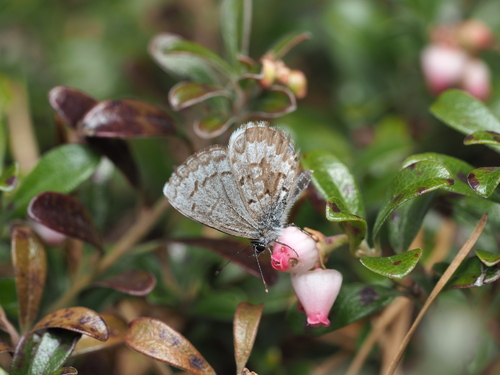 Spring Azure photo 6
