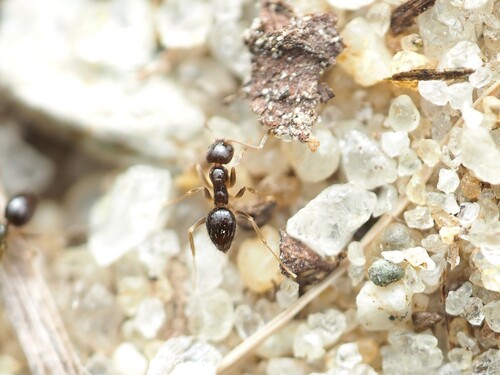 Northern Crazy Ant photo 5
