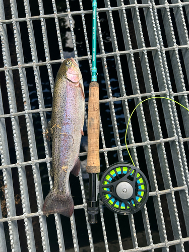 Oncorhynchus mykiss