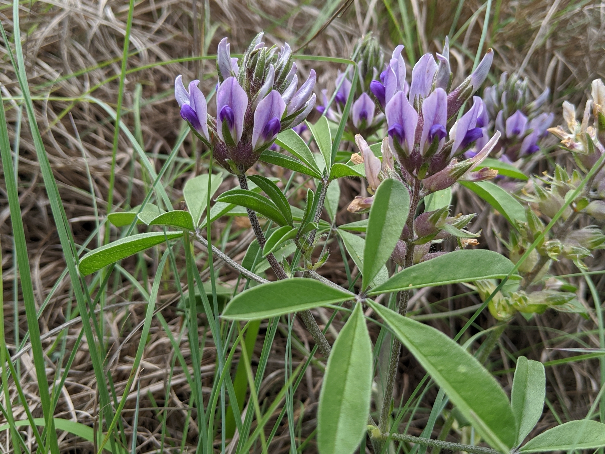 Pediomelum latestipulatum