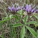 Texas Plains Indian Breadroot - Photo (c) Alison Northup, some rights reserved (CC BY), uploaded by Alison Northup
