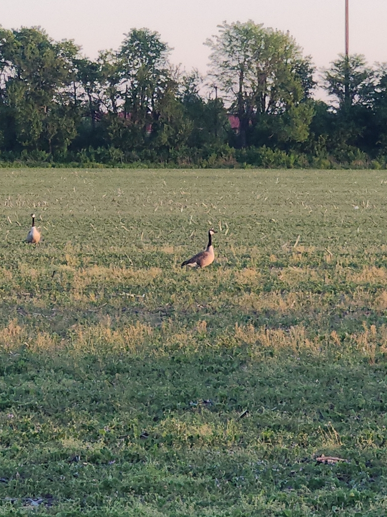 Springfield Goose Canada Goose from Springfield on May 11, 2026 at 07:40 PM by kjordan27 ...