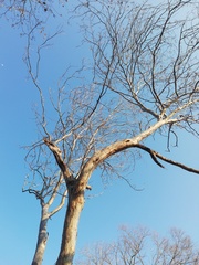 Pterocarpus acapulcensis