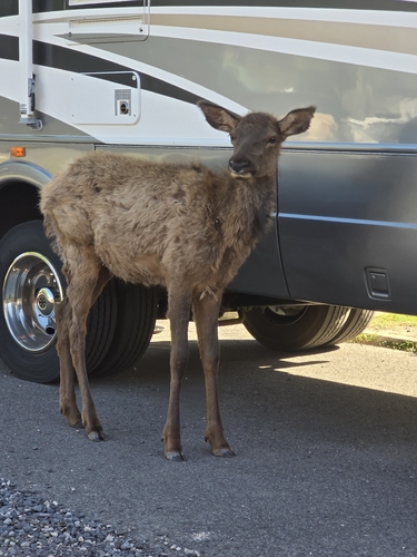 Elk observed by elkoftheriot