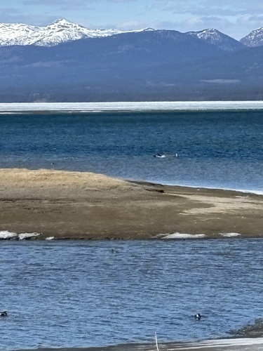 Caribou observed by tallard
