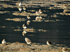 Charadrius alexandrinus