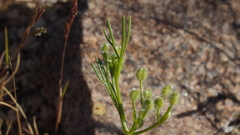 Spermolepis lateriflora