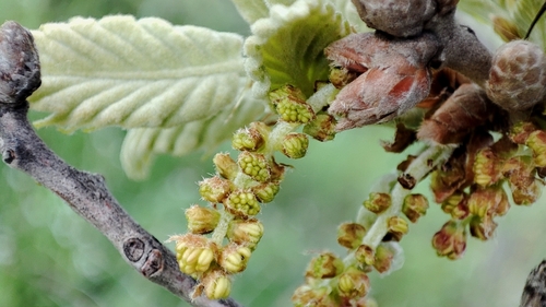 Quercus ithaburensis