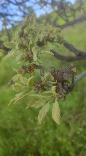Quercus ithaburensis, photograph 1