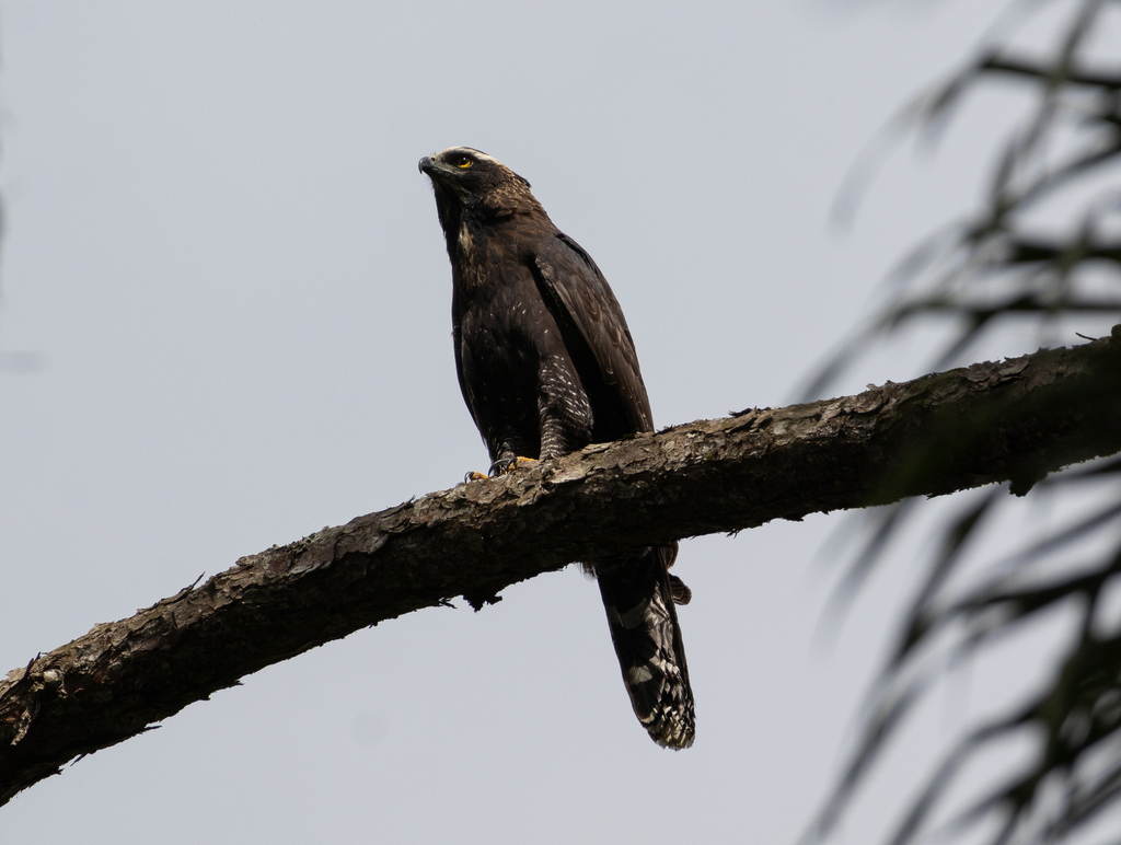 Black Hawk-Eagle