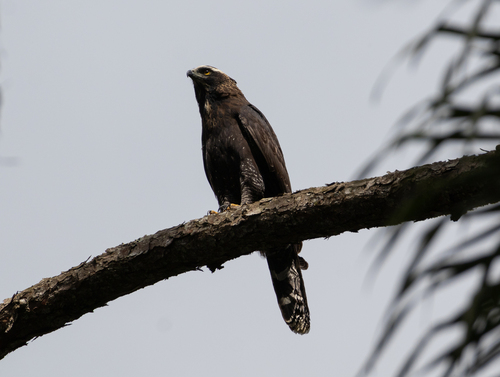 Black Hawk-Eagle