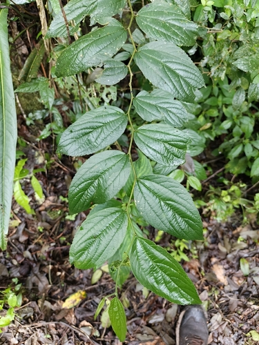 Celtis iguanaea, photograph 5