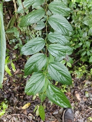 Celtis iguanaea, photograph author not stated, no rights reserved