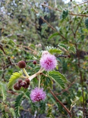 Mimosa tricephala