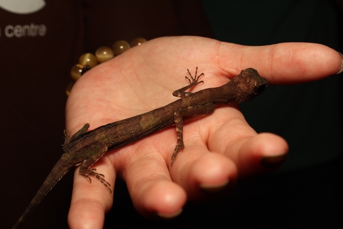Draco quinquefasciatus, 2026-05-08