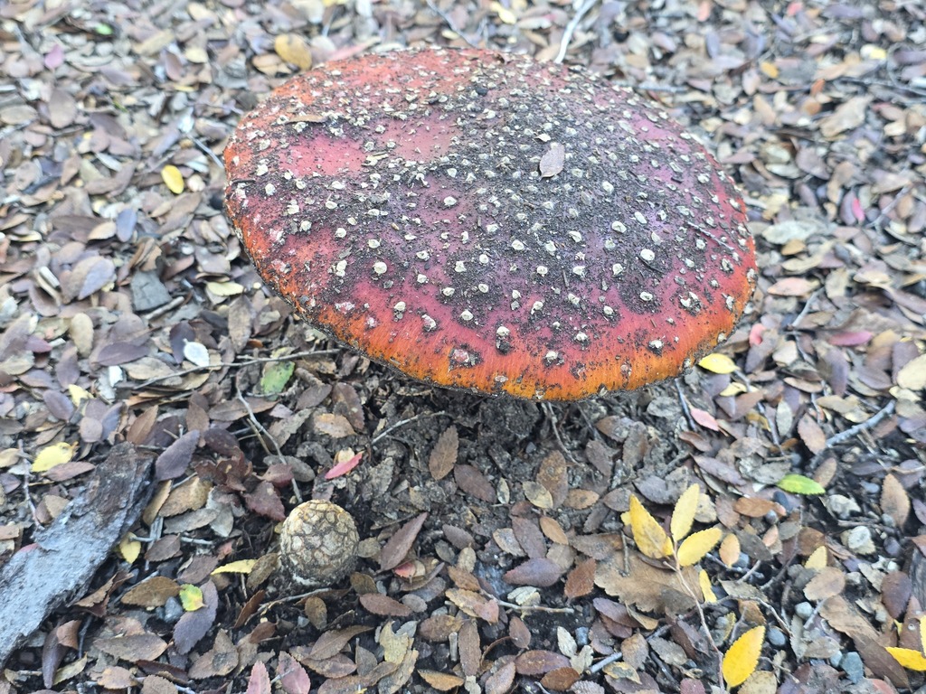 Amanita muscaria · May 2026 · photo: © cesar383 (iNaturalist, cc-by)