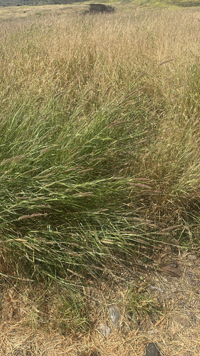 Cenchrus ciliaris observed 2026-05-11