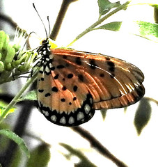 Acraea terpsicore