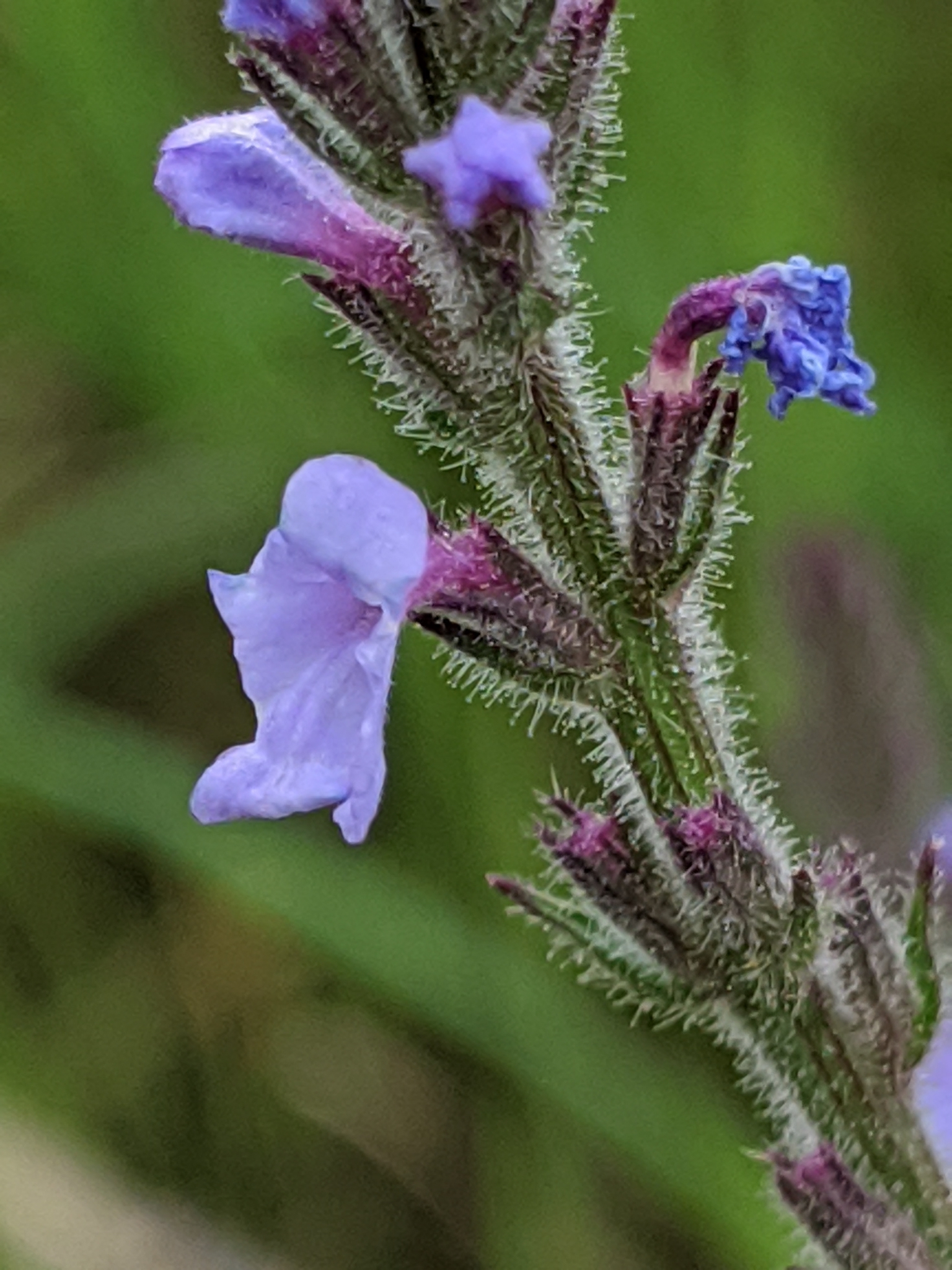 Verbena canescens