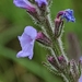 Verbena canescens - Photo 由 Alison Northup 所上傳的 (c) Alison Northup，保留部份權利CC BY