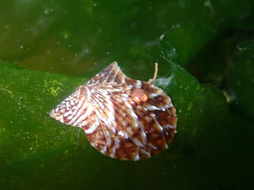 Leptopecten latiauratus