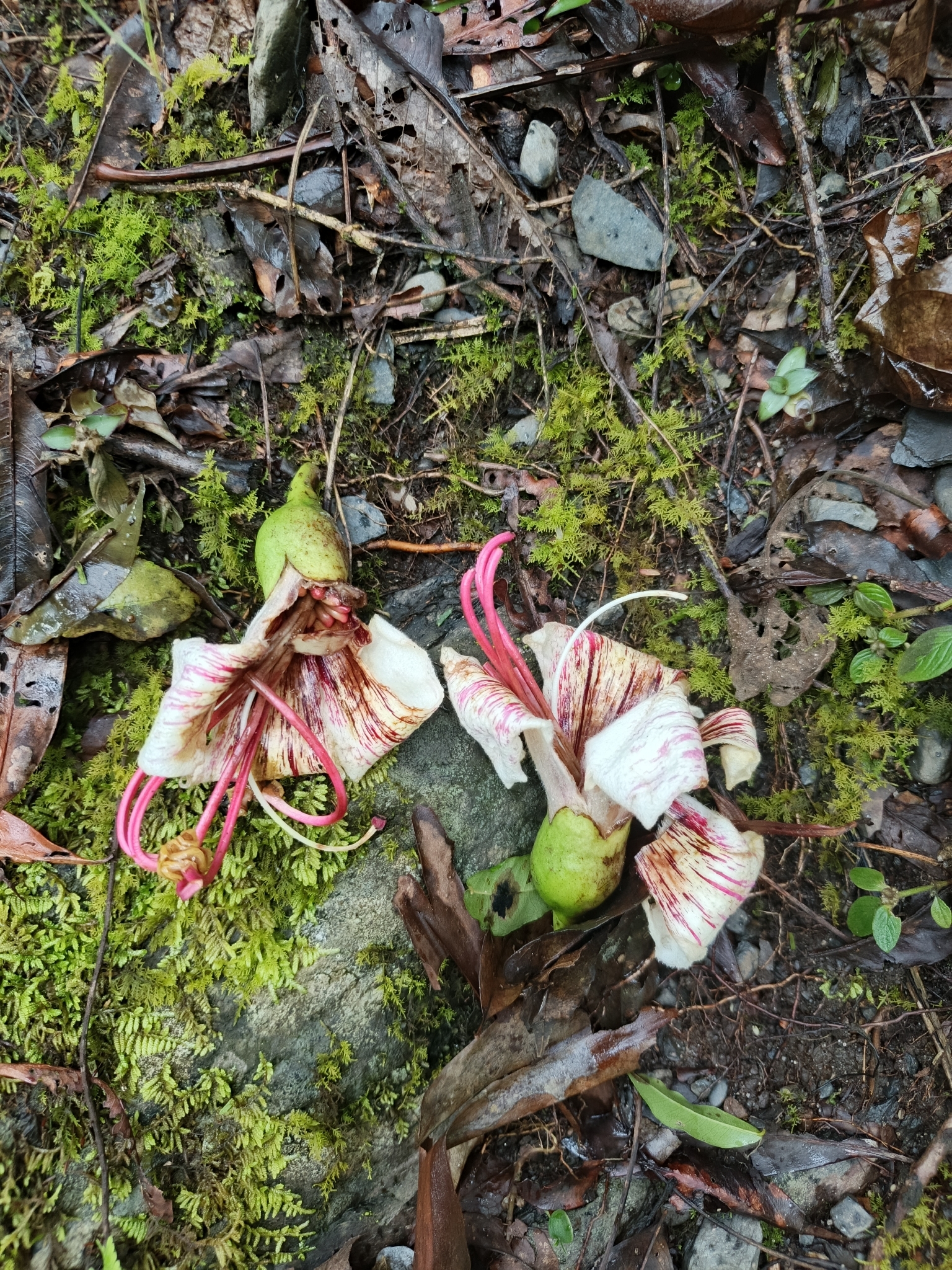 Ceiba boliviana Britten & Baker f.