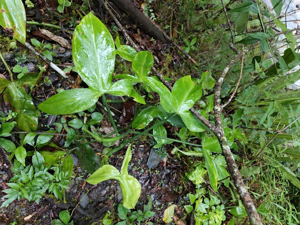 Philodendron camposportoanum; photograph author not stated, no rights reserved