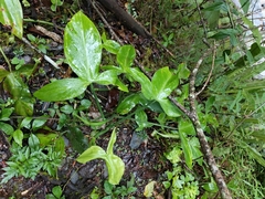 Philodendron camposportoanum