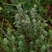 Micromeria myrtifolia - Photo (c) אריה אוהד, algunos derechos reservados (CC BY-NC), uploaded by אריה אוהד