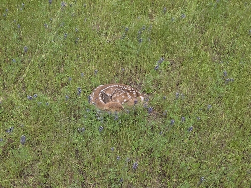 iNaturalist observation photo of Mule Deer
