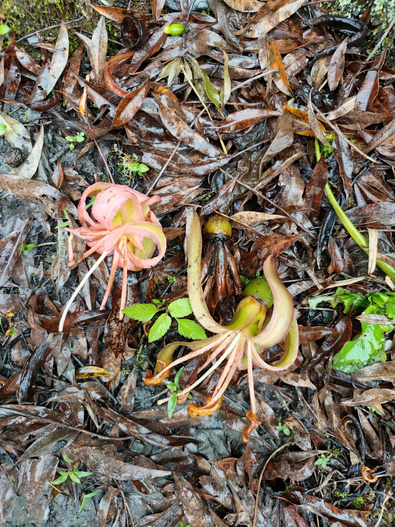 Ceiba salmonea (Ulbr.) Bakh.