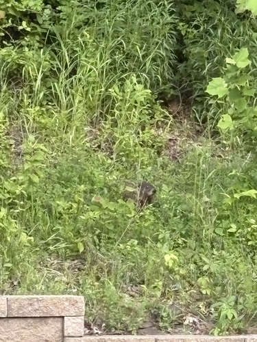 Groundhog observed by felicia54513