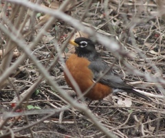 Turdus migratorius