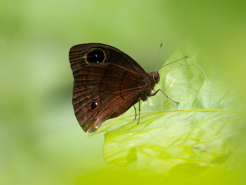 Jamaican satyr