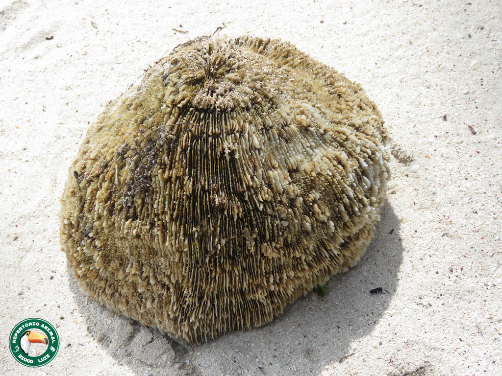 Bowl Coral