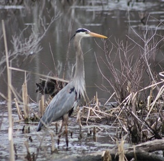 Ardea herodias